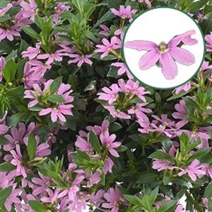 Bild von Scaevola P12 geen kleur Pink
